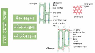 ऊतक (Tissue) - कक्षा 9 विज्ञान (Class 9 Science) - Hindi - YouTube