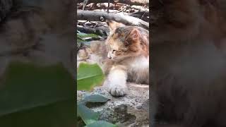 Anne Kedi Yavrularını Emzirmekten Harap Oldu