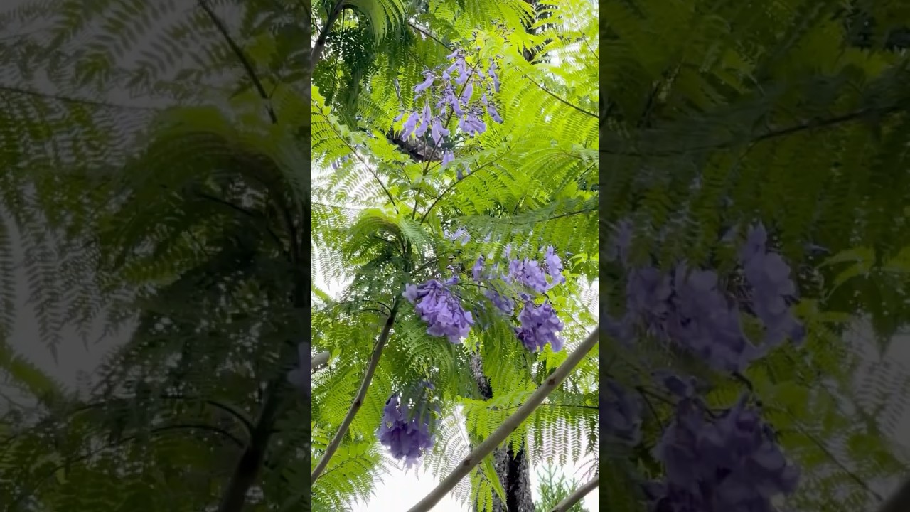 世界三大花木のジャカランダ が開花し始めています‼ #咲くやこの花館 世界三大花木のジャカランダ が開花し始めています‼ #咲くやこの花館