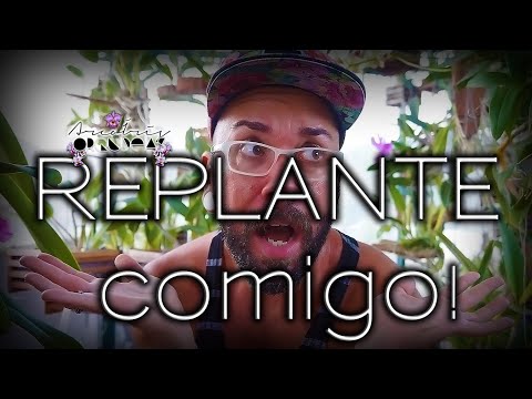 🌿🏳‍🌈💚 8 REPLANTES em 40" - Rolf, Schroenderae, Catt doente, Phal, Oncidium, Brita, Vaso, Cerâmica...