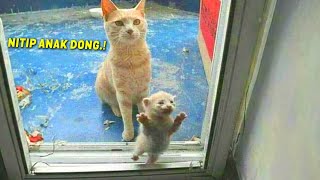Momen Ketika Induk Kucing Menitipkan Anaknya Untuk Diadopsi   ~ Video Kucing Lucu Terbaru
