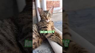 أدركت  للتو  أن لا شيء يبدأ بحرف ن وينتهي بحرف ج      شورتات قطط  قطة  شورتات رائجة  حيوان لطيف سمعها