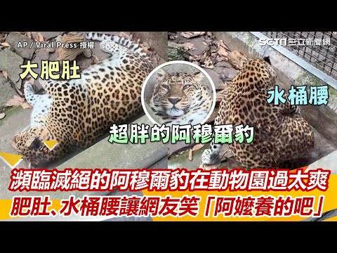 瀕臨滅絕的阿穆爾豹在動物園過太爽　肥肚、水桶腰讓網友笑「阿嬤養的吧」｜三立新聞網 SETN.com
