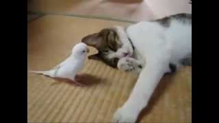 кот играет с птицей (попугаем) cat playing with a bird, really very cool кот играет с птицей (попугаем) cat playing with a bird, really very cool