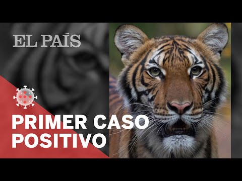 Video: Coronavirus: La Tigre Del Bronx Risulta Positiva E Più Malata