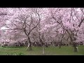 高遠城址公園のさくら　2016年4月10日　高遠城址公園。Japanese Cherry Blossoms at Takatou .Apr 10 ,2016