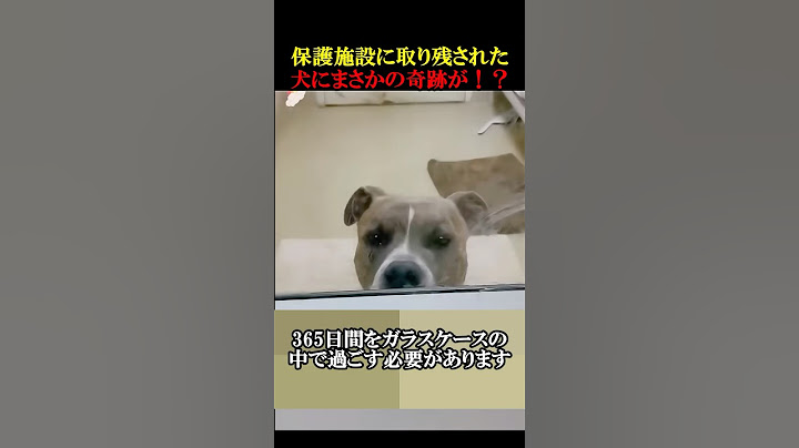 ㊗️40万回再生！保護施設に取り残された犬にまさかの奇跡が！？　#動物　#感動 #aminals