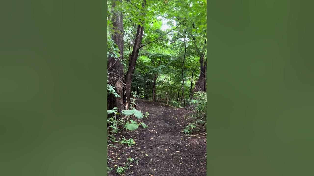 篠路五ノ戸の森緑地のアノキ YouTube