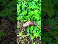 Snails enjoying their morning stroll🐌#snails #hawaii #warmweather ￼