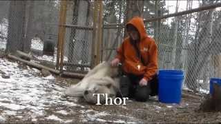 WOLF at a Glance