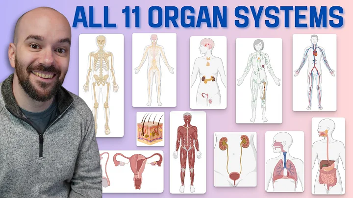 11 Organ Systems of the Human Body (Made Easy!) thumbnail