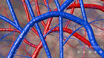 Hand Anatoly Circulation Artery Vein 3D Video. Austin Visuals