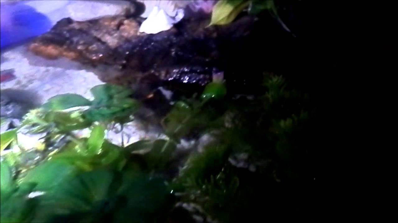 reptiles concept Reptile room at night