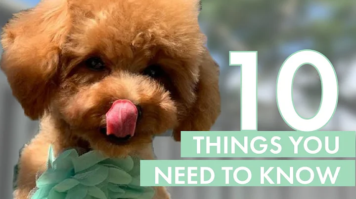 TOY POODLE PUPPY | 10 Things you need to know before getting one - DayDayNews