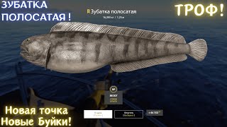 Russian Fishing 4 Новая точка на Море!🎣  Зубатка полосатая ТРОФ₴!🔥