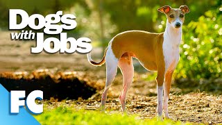 Dogs With Jobs | S5E07: Cindy, Chipper &amp; Hope | Full Animal Documentary TV Show | FC