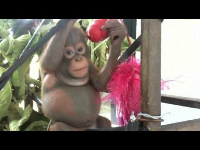 Zoo dos EUA redobra cuidados com bebê orangotango ameaçado de extinção -  Giz Brasil