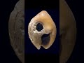 First Shell Trade: Beads of Social Connection - Case Study #ancient #trade #political #ritual #tool