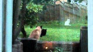 DSCF4228.AVI