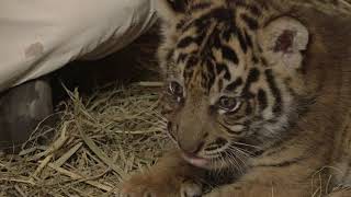 Sumatran Tiger Cub Update: Supplemental Feeding