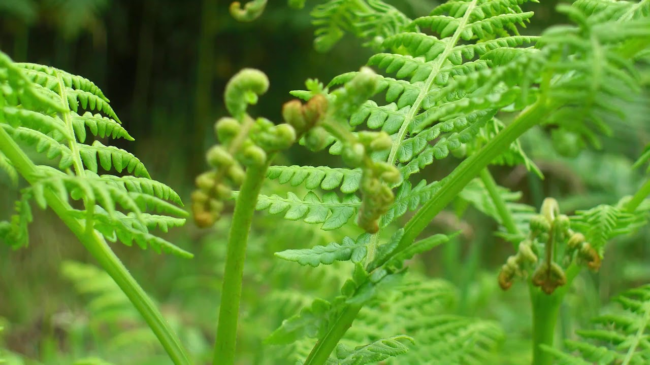 Delliefure Natural Burial in the Summer
