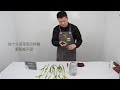 香雪蘭的養護方式