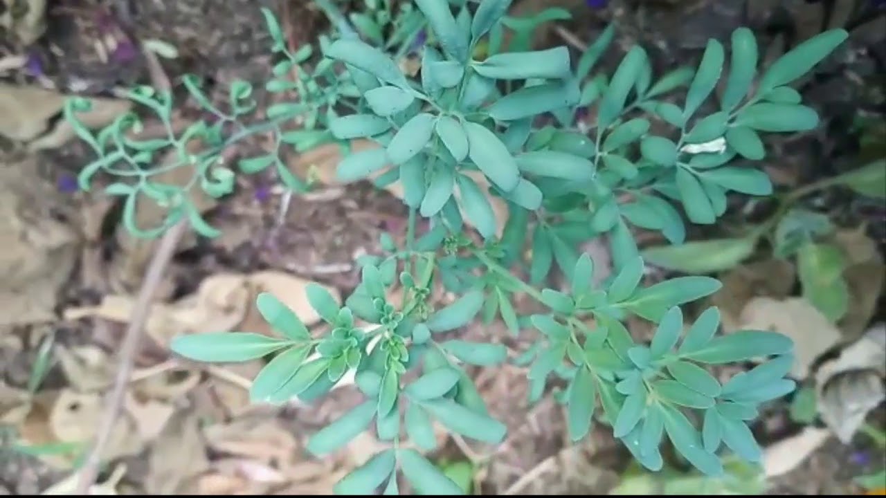 Te De Ruda Para Abortar Con Aspirina