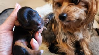 Yorkie gives birth to 5! What to expect during labor