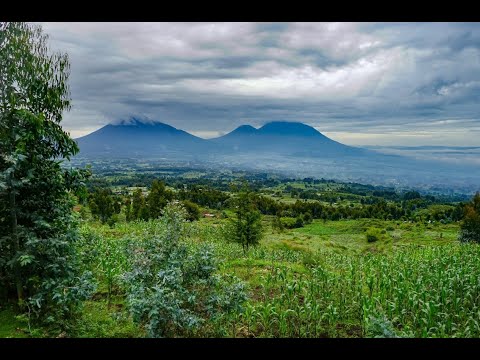 🌴🌴Volcanoes National Park - Rwanda, Africa