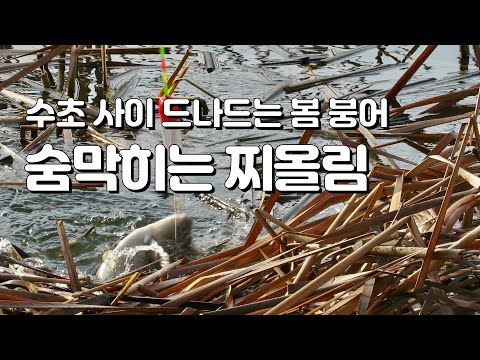 수초 사이를 드나드는 봄 <strong>대물</strong> 붕어들 숨막히는 찌올림, 수초 구멍치기 <strong>붕어</strong> <strong>낚시</strong>, 물가에선나무 붕어낚시 동영상 조행기