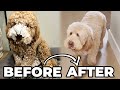 Grooming day for adorable dog and UNBELIEVABLE trick shot!!