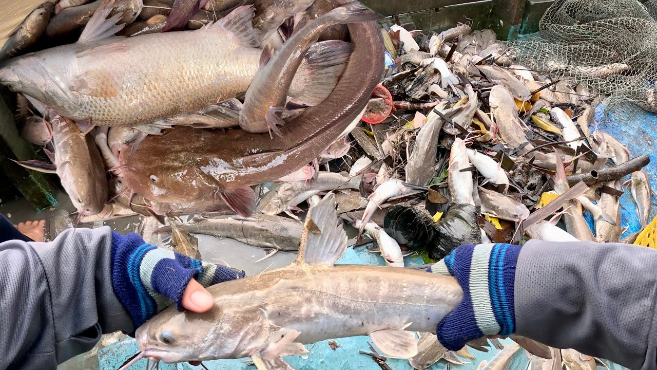Te Cá Dồ Biển Cá Ngát Tôm Càng Sông|Bất Ngờ Trúng Bầy Cá Dồ Biển Cùng Hai Con Cá Ngát Lớn||TCNTV#488