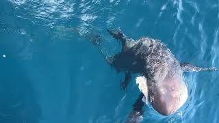 Big eye thresher Shark catch and release