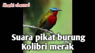 Suara pikat burung Kolibri merak mp3