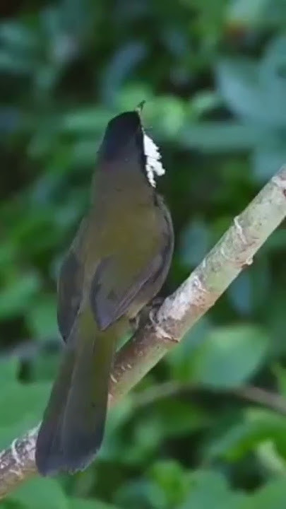 kicau burung eropa, merdu sekali