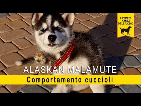 Video: Addestramento di tiro del cucciolo di Alaskan Malamute Dogs