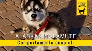 Alaskan Malamute - Cuccioli