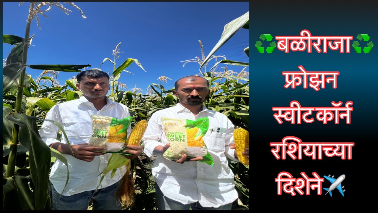 निर्यातक्षम फ्रोझन  स्वीटकॉर्न उत्पादन।प्रक्रिया यूनिट।मार्केटिंग# Frozen Sweet Corn Productio।prod.