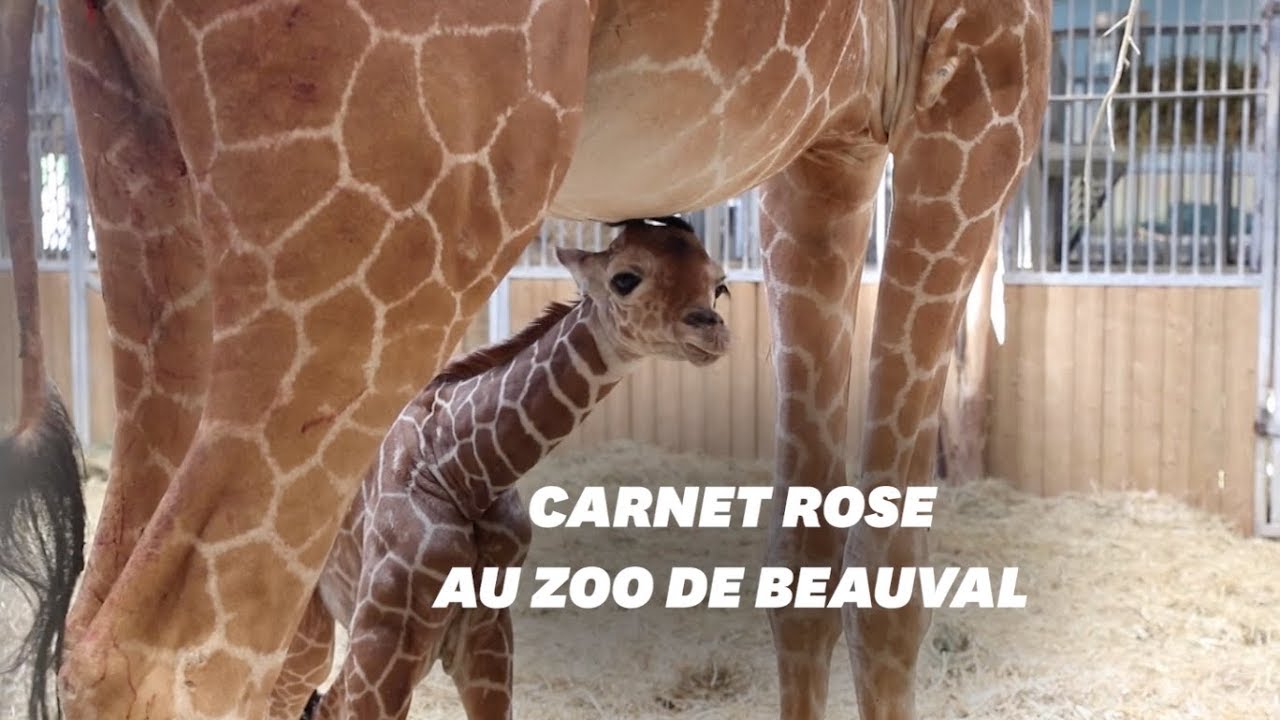 Naissance De La Girafe Kimia Au Zoo De Beauval Le Huffpost
