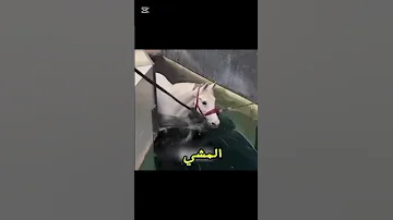 مسبح خاص لعلاج الخيول معلومات معلومة 