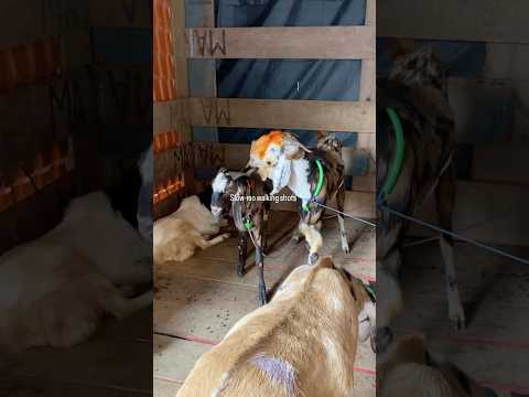 02 June 25 || #shots #bakra #bakramandi #bakraeid #goats #goatfarming #goatfarm #spotting #music