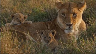 Top 20 cutest baby lions in the world. (2nd Places) [African Safari Plus⁺] 190