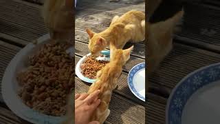 STRAY CAT WITH BABIES IN SOUTH KOREA PART 7,THEY ARE GETTING BIG NOW