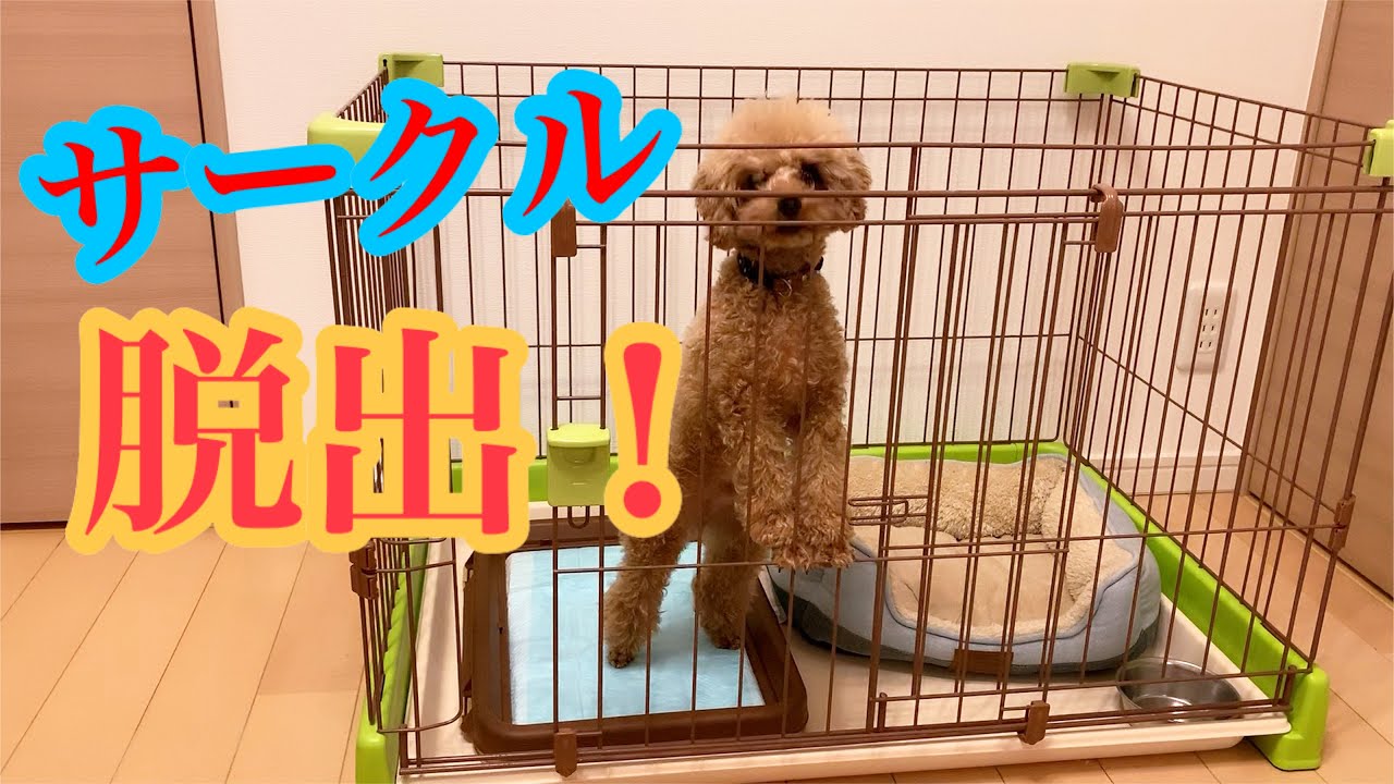 多頭飼い愛犬まるくんが サークルから簡単に脱出できた トイプードル 脱出 Youtube 多頭飼い愛犬まるくんが サークルから簡単に脱出できた トイプードル 脱出 Youtube