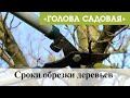 Голова садовая - Сроки обрезки деревьев