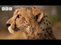 Cheetah’s three-day hunt for a meal | Big Cats 24/7 Series 2 – BBC