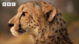 Cheetah’s three-day hunt for a meal | Big Cats 24/7 Series 2 – BBC
