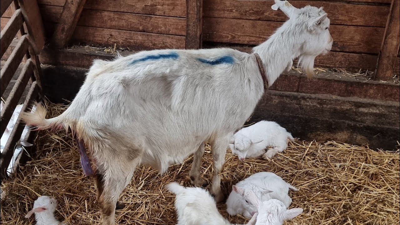 Fată caprele  ! ( Ep.7 ) - Fată Mariana ....vai ...nu creeed  !!!