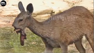 Injured Deer and Someone Interested and What Happen Next? | ATP Earth