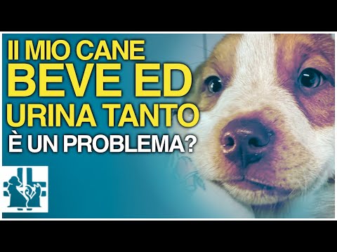 Video: Spondilosi canina